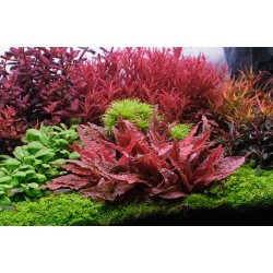 Cryptocoryne 'Flamingo' en coupe - Aquaflora