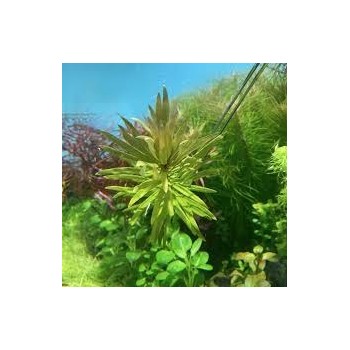 Nesaea pedicellata 'Green' in pot - Aquaflora 2