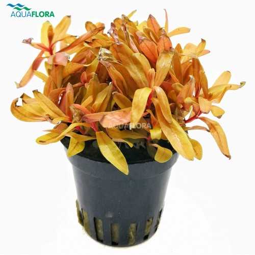 Nesaea pedicellata 'Golden' in jar - Aquaflora