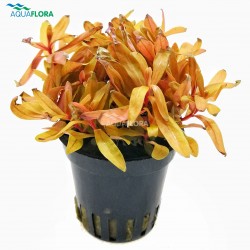 Nesaea pedicellata 'Golden' in jar - Aquaflora
