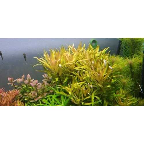 Nesaea pedicellata 'Golden' in jar - Aquaflora