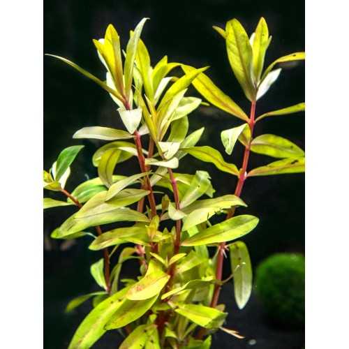 Nesaea pedicellata 'Golden' in jar - Aquaflora