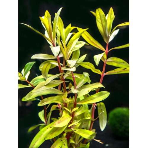 Nesaea pedicellata 'Golden' in pot - Aquaflora