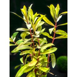 Nesaea pedicellata 'Golden' in jar - Aquaflora