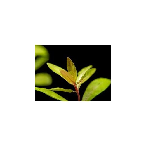 Nesaea pedicellata 'Golden' in pot - Aquaflora