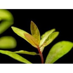 Nesaea Pedicellata 'Golden' dans Jar - Aquaflora