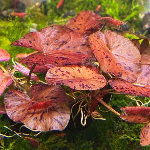 NYMPHAEA ZENKERI (RED) in jar - Aquaflora