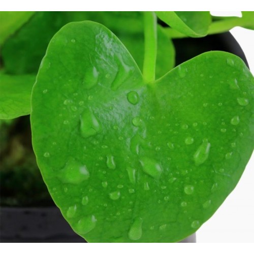 Nymphoites Hydrophylla Taiwan à Jar - Aquaflora