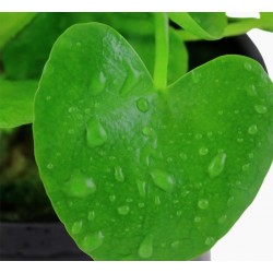 Nymphoides Hydrophylla Taiwan in jar - Aquaflora