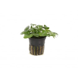Nymphoides hydrophylla Taiwan in vasetto - Aquaflora