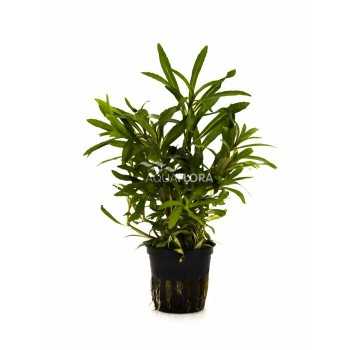 Pogostemon Quadrifolius in jar - Aquaflora