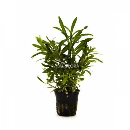 Pogostemon Quadrifolius in jar - Aquaflora