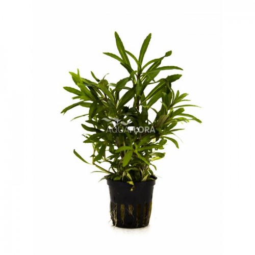 Pogostemon quadrifolius in vasetto - Aquaflora