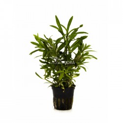 Pogostemon quadrifolius in pot - Aquaflora