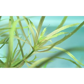 Pogoston Quadrifolius dans Jar - Aquaflora 2