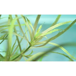 Pogostemon Quadrifolius in jar - Aquaflora