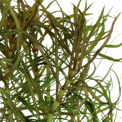 Pogostemon Stellatus 'Rubra' in Jar - Aquaflora