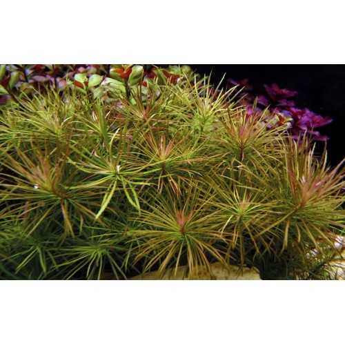 Pogostemon Stellatus 'Rubra' in Jar - Aquaflora
