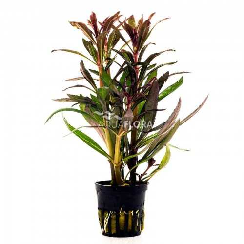 Pogostemon Stellatus 'Rubra' in Jar - Aquaflora