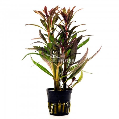 Pogoston Stellatus 'Rubra' dans Jar - Aquaflora