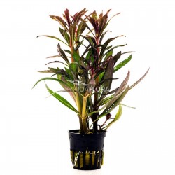 Pogostemon Stellatus 'Rubra' in Jar - Aquaflora