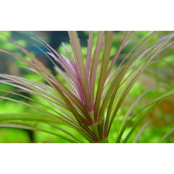 Pogostemon stellatus 'Rubra' in vasetto - Aquaflora 2