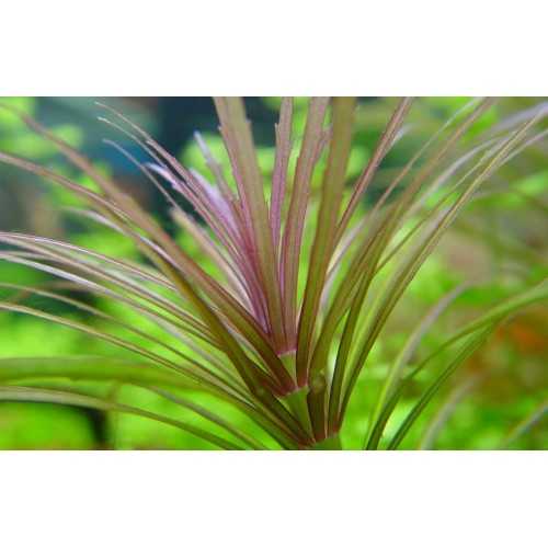 Pogostemon Stellatus 'Rubra' in Jar - Aquaflora