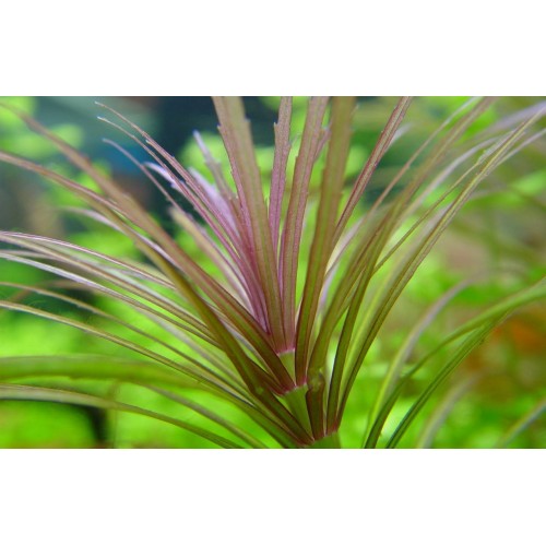 Pogostemon stellatus 'Rubra' in pot - Aquaflora