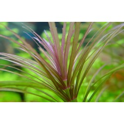 Pogostemon Stellatus 'Rubra' in Jar - Aquaflora