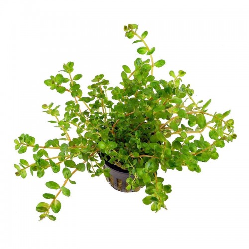 Rotala rotundifolia dans le pot - Aquaflora