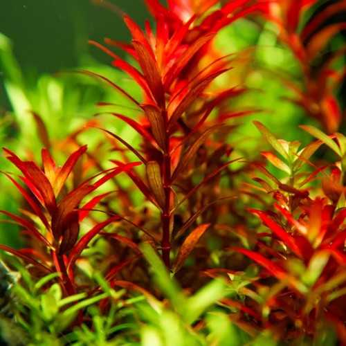 Rotala Rotundifolia Blood Red in Jar - Aquaflora