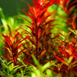 Rotala Rotundifolia Blood Red in Jar - Aquaflora