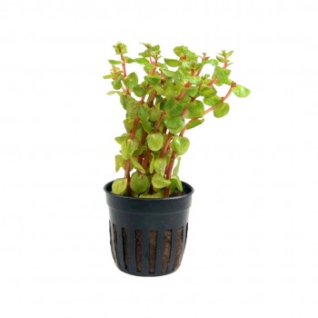 Rotala rotundifolia Blood Red in vasetto - Aquaflora