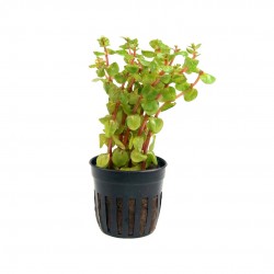 Rotala Rotundifolia Blood Red in Jar - Aquaflora