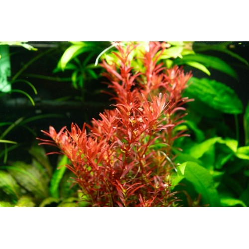 Rotala Rotundifolia Sang rouge dans le pot -...