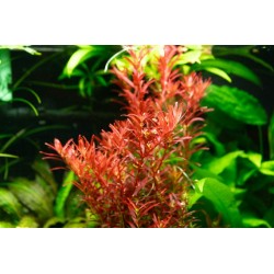 Rotala Rotundifolia Sang rouge dans le pot - Aquaflora