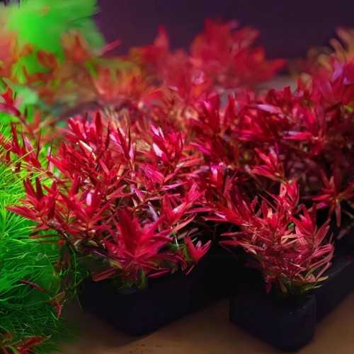 Rotala Rotundifolia H'ra in jar - Aquaflora