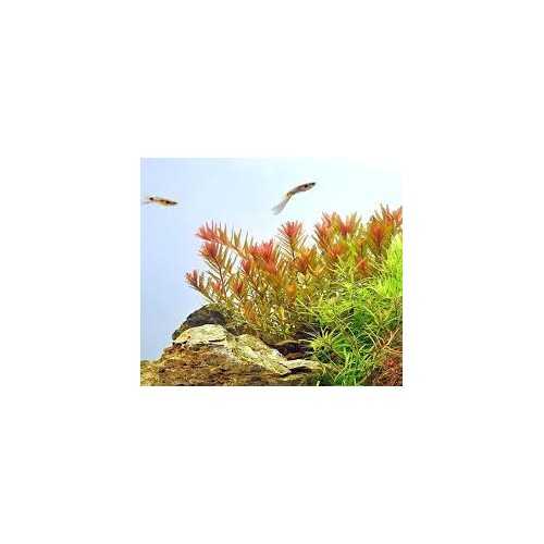 Rotala rotundifolia 'Orange Juice' in jar -...