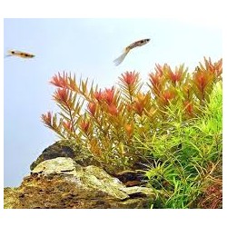 Rotala rotundifolia 'Orange Juice' in jar - Aquaflora