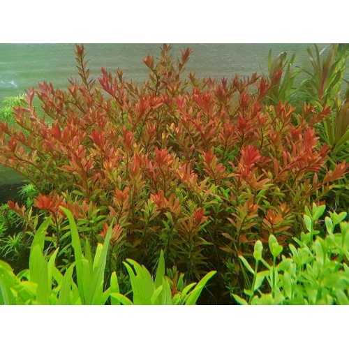 Rotala rotundifolia 'Orange Juice' in jar -...