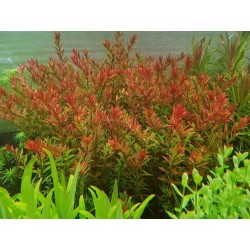 Rotala rotundifolia 'Orange Juice' in jar - Aquaflora