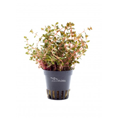 Rotala rotundifolia 'Orange Juice' in pot -...