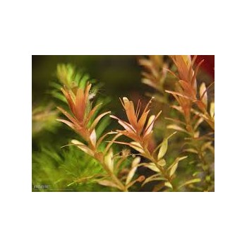 Rotala rotundifolia 'Orange Juice' in vasetto - Aquaflora 2