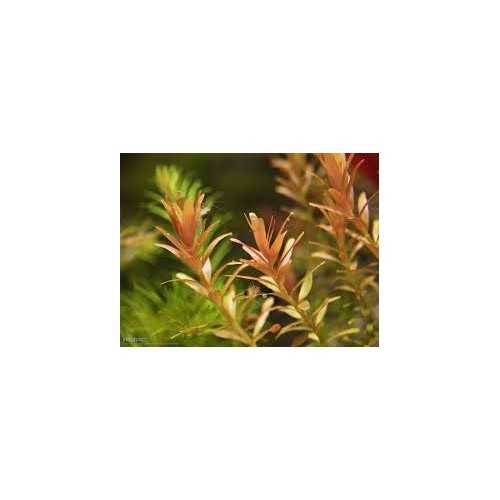 Rotala rotundifolia 'Orange Juice' in jar -...