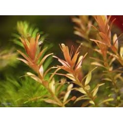 Rotala rotundifolia 'Orange Juice' in jar - Aquaflora