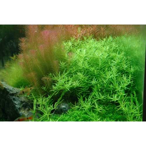 Rotala Species 'Green' in jar - Aquaflora