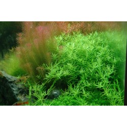 Rotala Species 'Green' in jar - Aquaflora