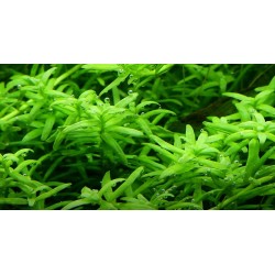 Rotala Species 'Green' in jar - Aquaflora