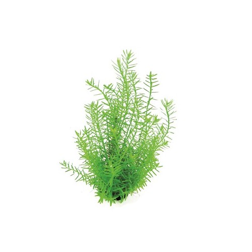Rotala espèce 'Green' dans Jar - Aquaflora