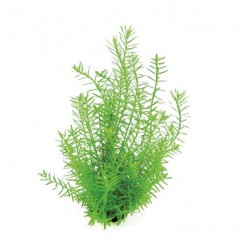 Rotala espèce 'Green' dans Jar - Aquaflora